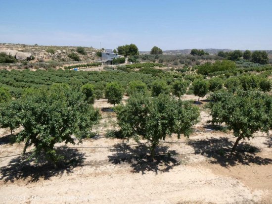 Finca en venta en Caspe (Zaragoza)