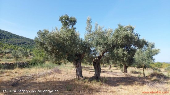 Finca en venta en Fuentespalda (Teruel)