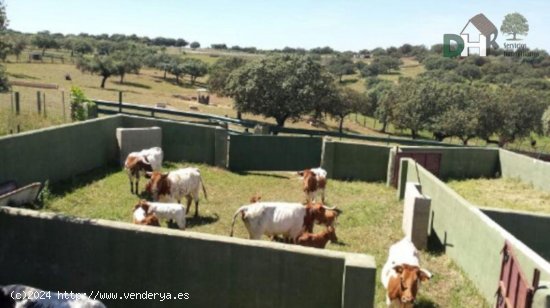 Solar en venta en Torrejón el Rubio (Cáceres)