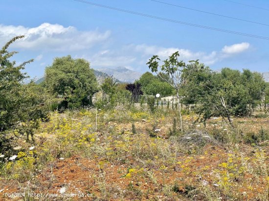 Solar en venta en Pollença (Baleares)