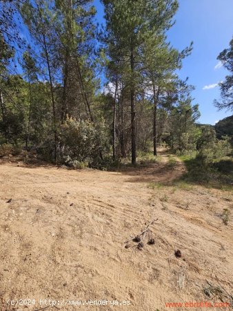  Finca en venta en Ráfales (Teruel) 