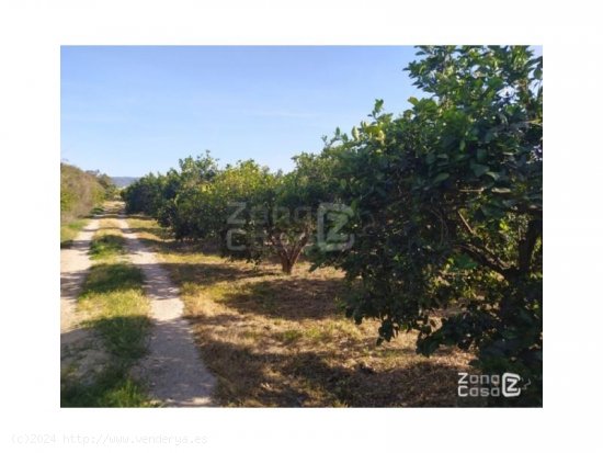 Finca en venta en Carcaixent (Valencia)