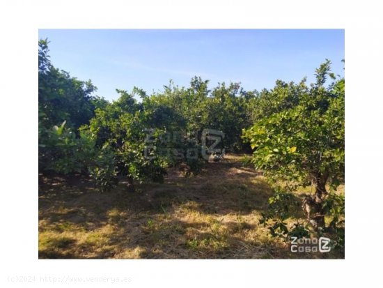 Finca en venta en Carcaixent (Valencia)