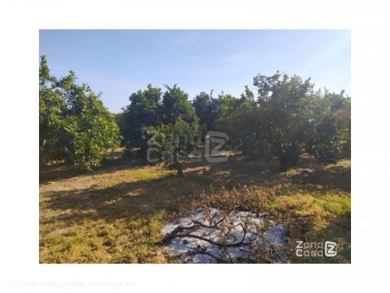 Finca en venta en Carcaixent (Valencia)