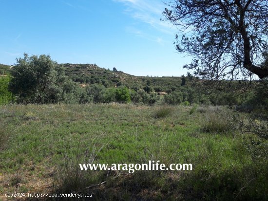  Finca en venta en Maella (Zaragoza) 