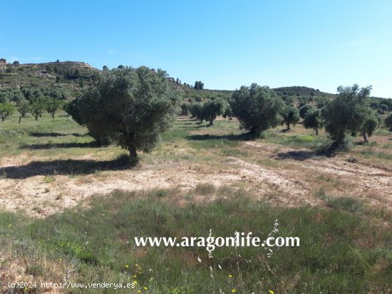 Finca en venta en Maella (Zaragoza)