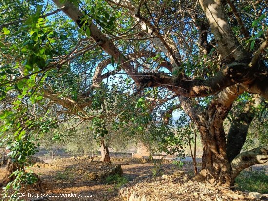 Finca en venta en L Ametlla de Mar (Tarragona)