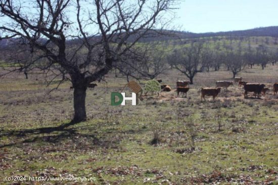 Solar en venta en Cáceres (Cáceres)