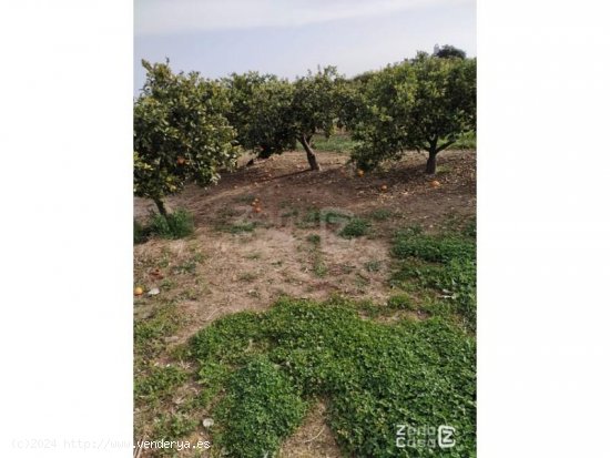 Finca en venta en Algemesí (Valencia)