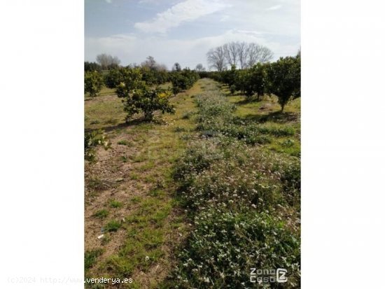 Finca en venta en Algemesí (Valencia)