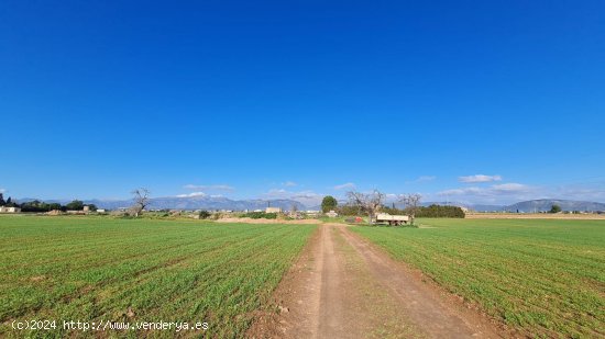 Solar en venta en Sa Pobla (Baleares)