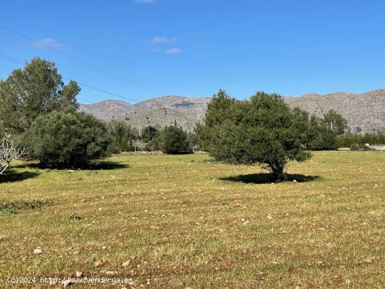 Solar en venta en Pollença (Baleares)