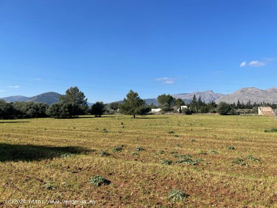 Solar en venta en Pollença (Baleares)