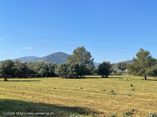 Solar en venta en Pollença (Baleares)