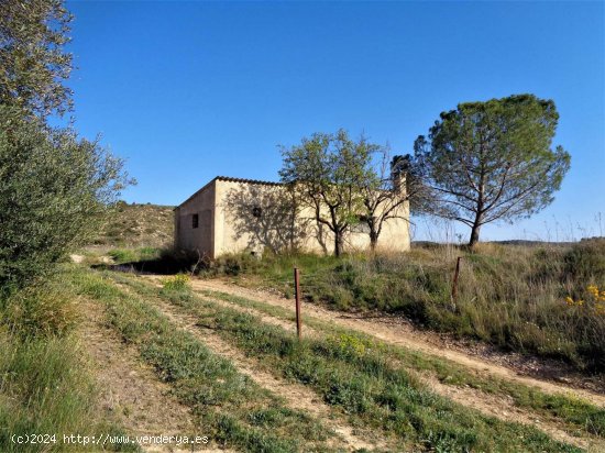 Finca en venta en Maella (Zaragoza)