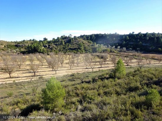 Finca en venta en Maella (Zaragoza)