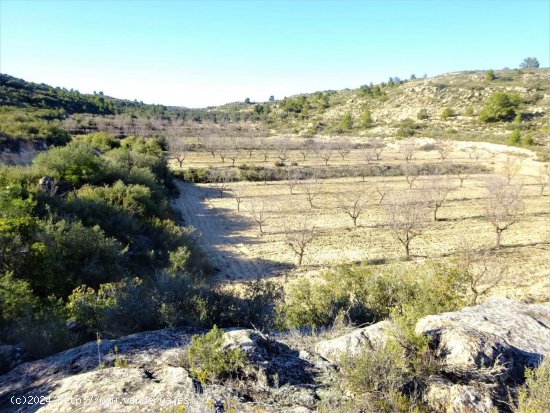 Finca en venta en Maella (Zaragoza)