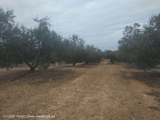  Finca en venta en Riudecanyes (Tarragona) 