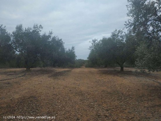 Finca en venta en Riudecanyes (Tarragona)