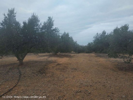 Finca en venta en Riudecanyes (Tarragona)