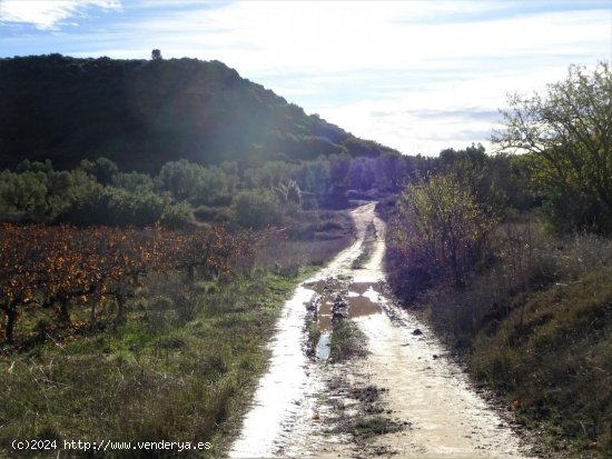 Finca en venta en Maella (Zaragoza)