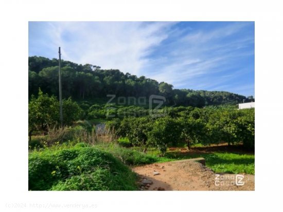 Finca en venta en Alzira (Valencia)