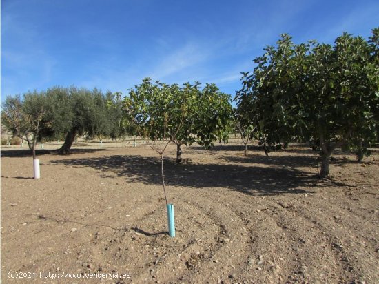 Finca en venta en Antas (Almería)