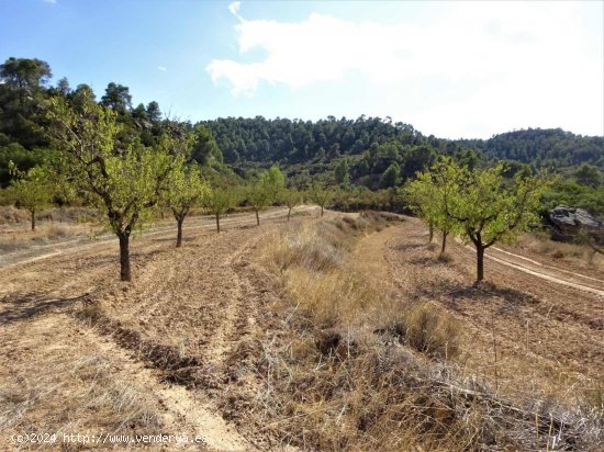 Finca en venta en Maella (Zaragoza)