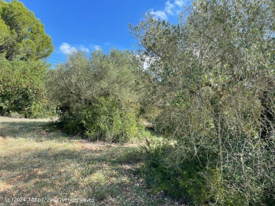 Finca en venta en Alcover (Tarragona)