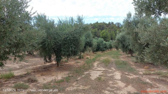 Finca en venta en Caspe (Zaragoza)