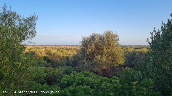 Solar en venta en Santanyí (Baleares)