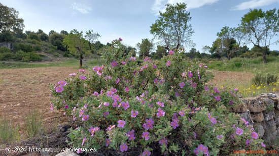 Finca en venta en Fuentespalda (Teruel)