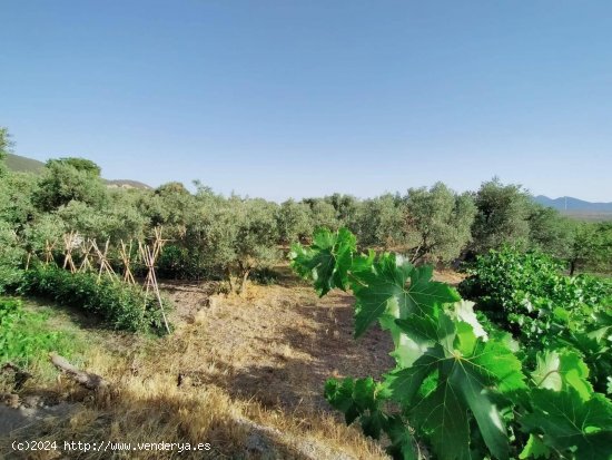 Parcela en venta en Nigüelas (Granada)