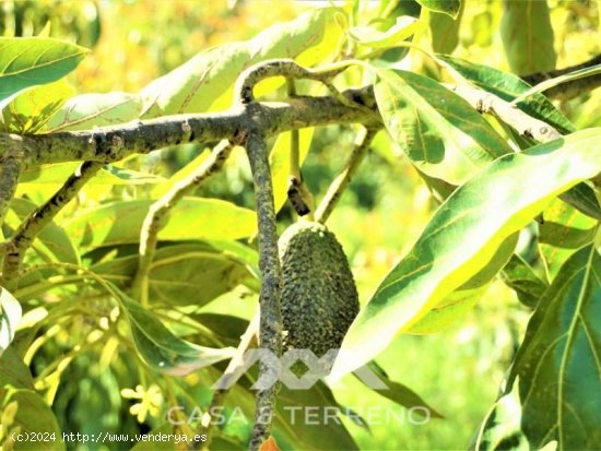  Parcela en venta en Canillas de Aceituno (Málaga) 