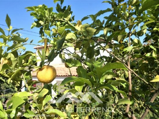 Parcela en venta en Canillas de Aceituno (Málaga)