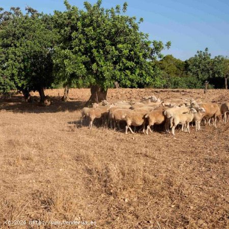 Finca en venta en Santanyí (Baleares)