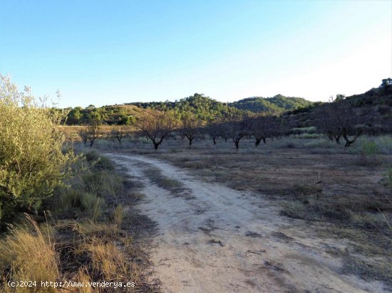 Finca en venta en Maella (Zaragoza)