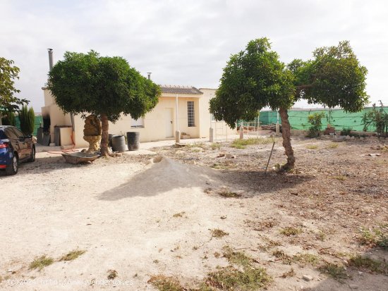 Finca en venta en Guardamar del Segura (Alicante)