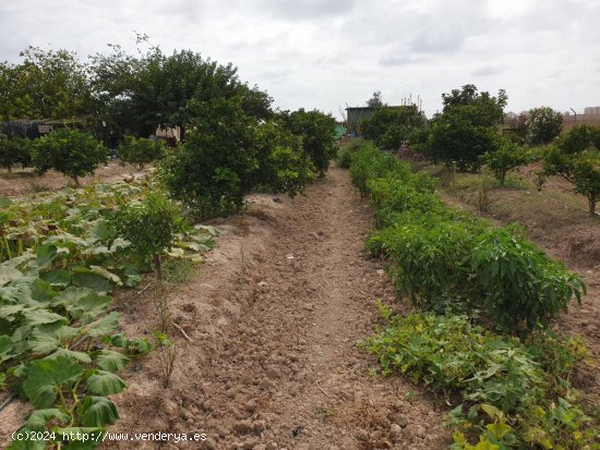 Finca en venta en Guardamar del Segura (Alicante)