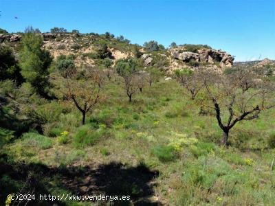 Finca en venta en Maella (Zaragoza)