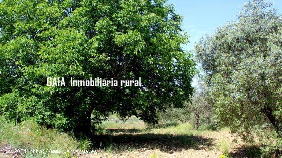 Finca en venta en Fabara (Zaragoza)