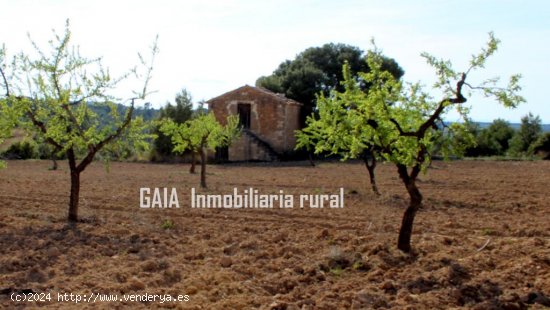 Finca en venta en Maella (Zaragoza)