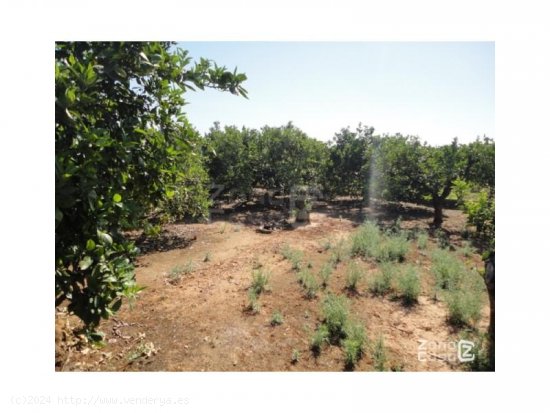  Finca en venta en Alzira (Valencia) 