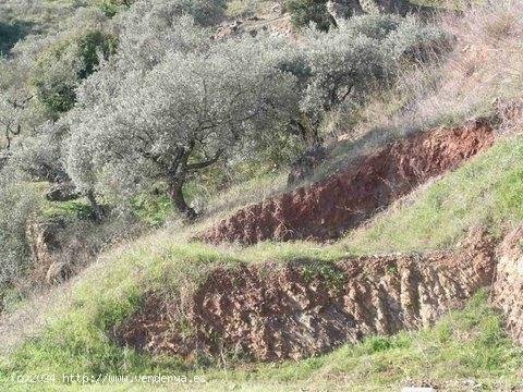 Solar en venta en Comares (Málaga)