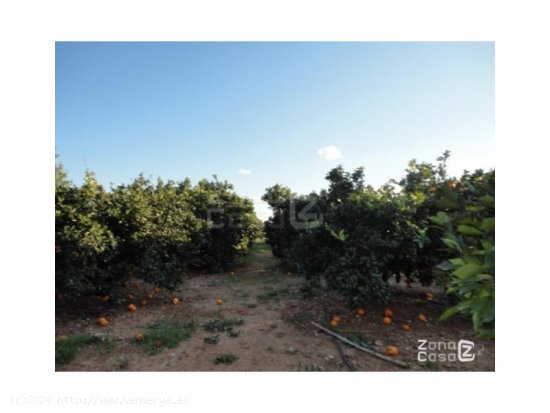 Finca en venta en Alfarp (Valencia)