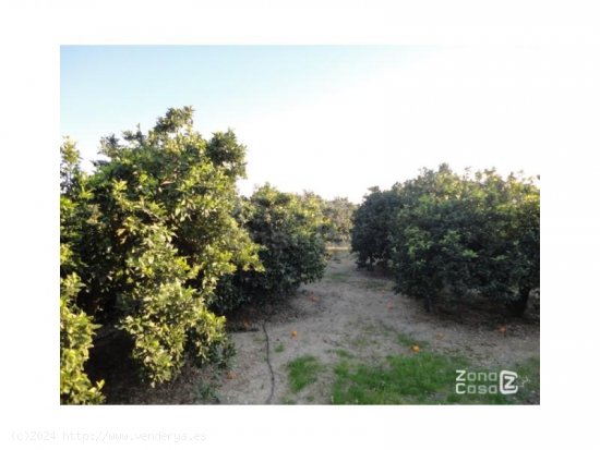 Finca en venta en Alfarp (Valencia)