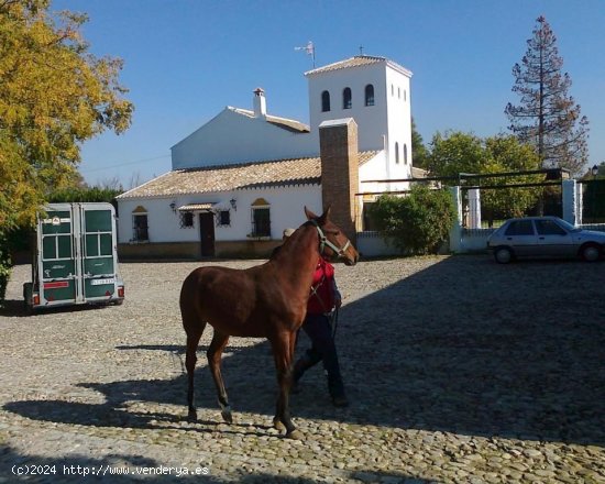 Local en venta en La Puebla de Cazalla (Sevilla)