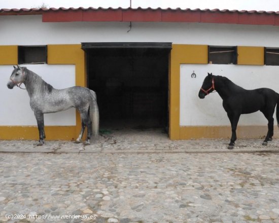 Local en venta en La Puebla de Cazalla (Sevilla)