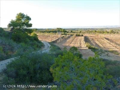 Finca en venta en Fabara (Zaragoza)