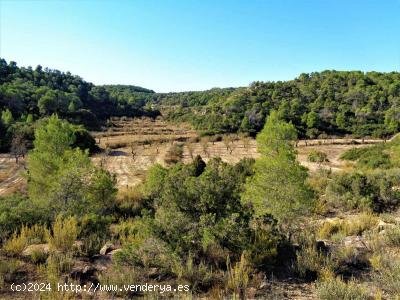 Finca en venta en Maella (Zaragoza)